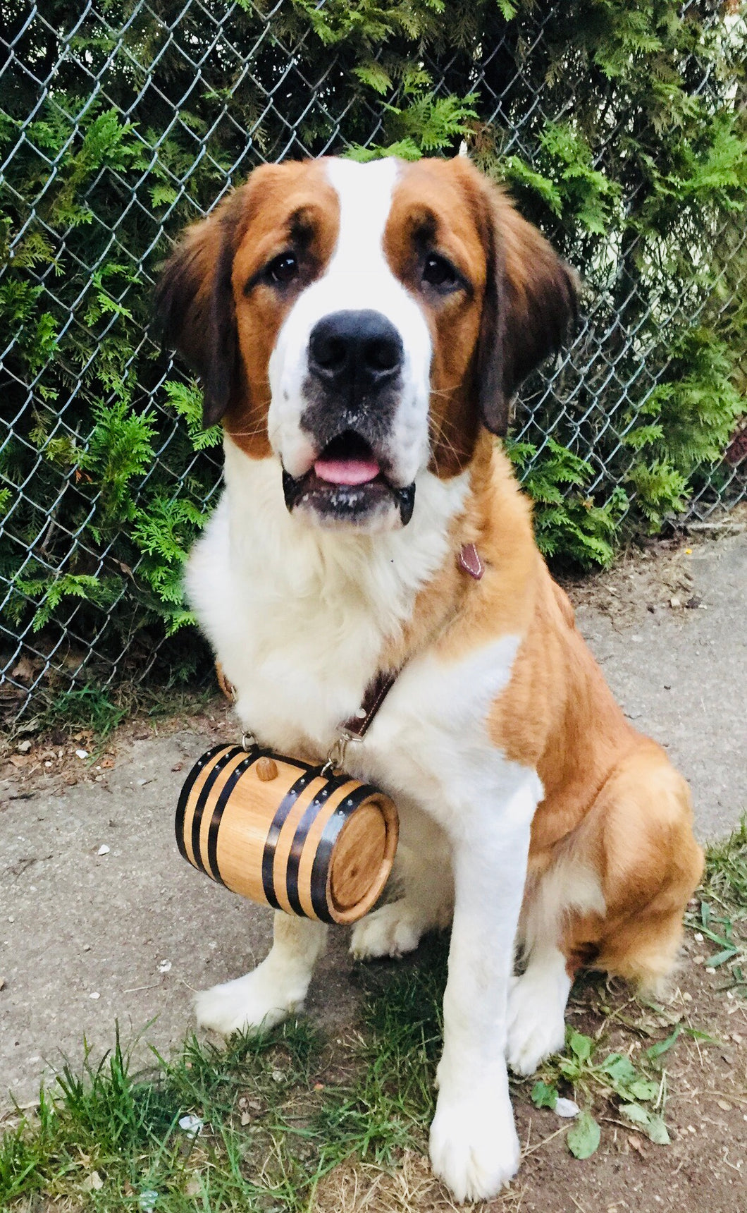 St Bernard Rescue Barrel Collar,Saint Bernard Barrel Collar voor Kleine Hond ,Mini vat met verstelbare hoepels voor huisdier (S St Bernard Rescue Barrel Collar,Saint Bernard Barrel Collar voor Kleine Hond ,Mini vat met verstelbare hoepels voor huisdier (S